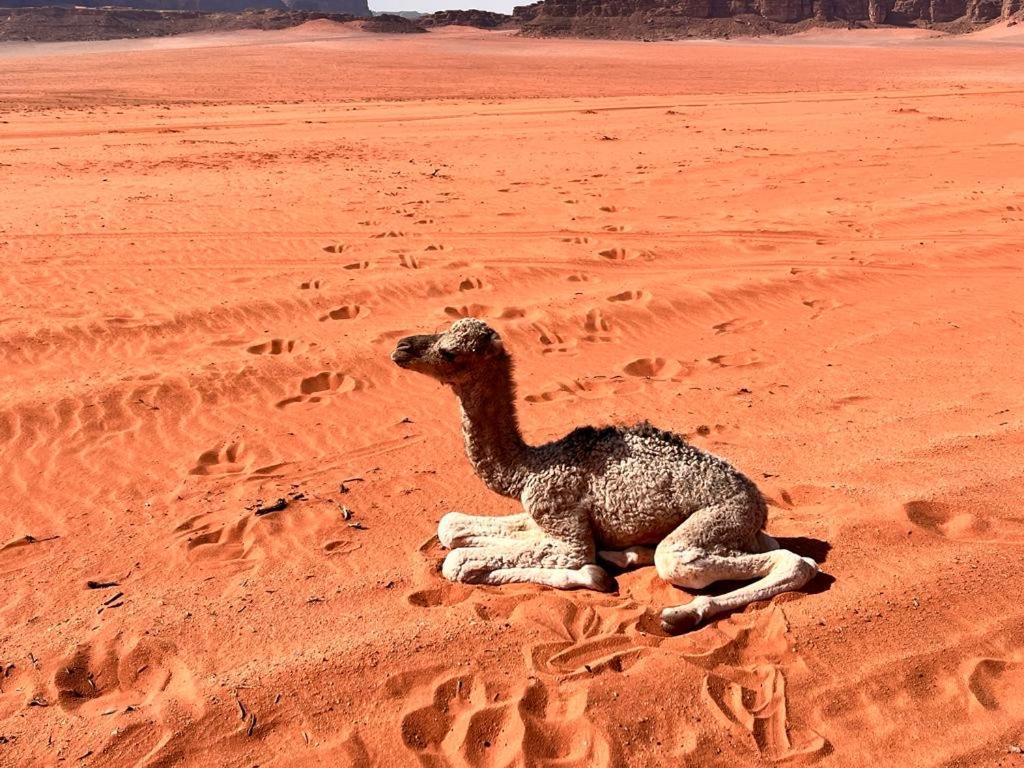 Wadi Rum Sky Tours & Camp Kültér fotó